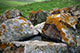 Lichen